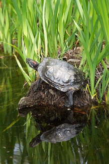 turtle on a rock in a pond