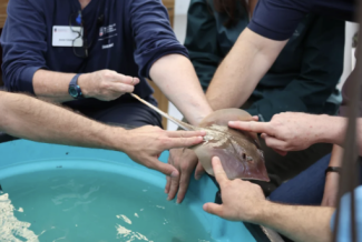photo of hands and arms touch, holding a sting ray fish