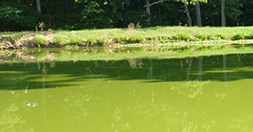 algal bloom on a pond