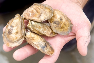 oysters in hand