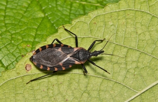 photo of bug on leaf