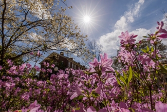 photo of flowers, sky, sun and building