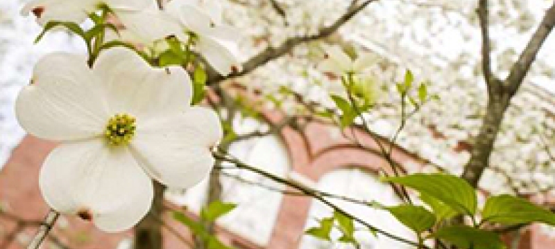 dogwood and building