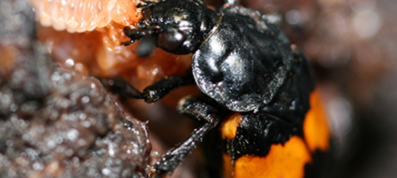 burying beetle
