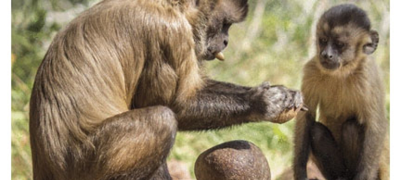 capuchin monkeys with tools