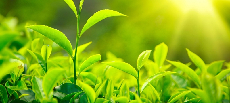Biomass