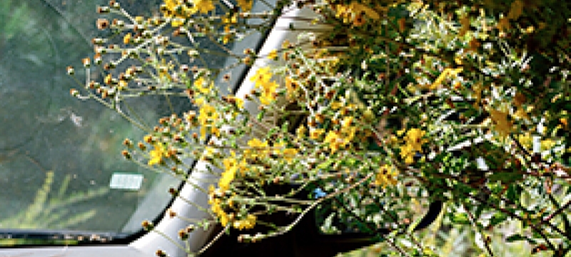 flowers in a car window