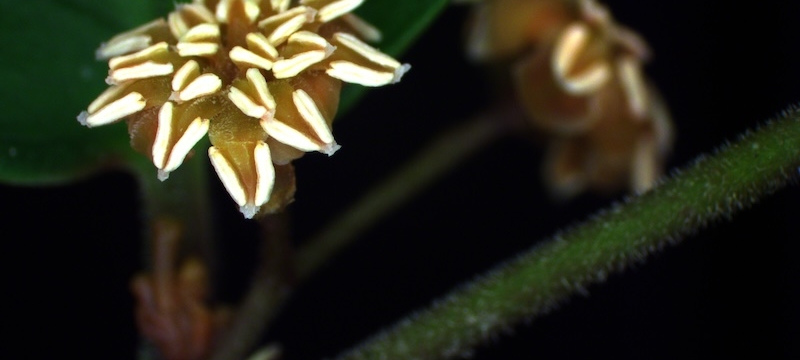 photo of flower