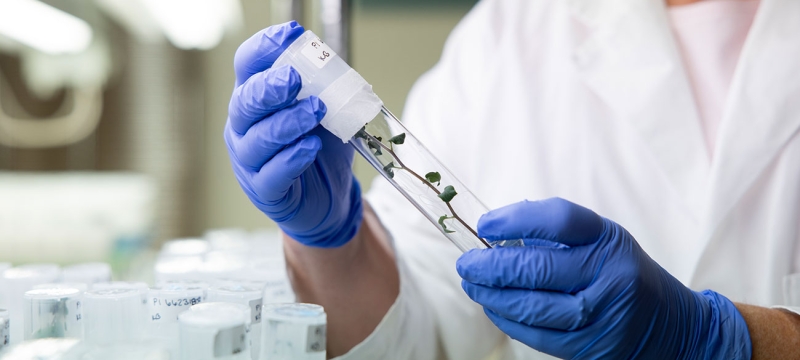 photo of gloved hands with tube in lab with plant stem