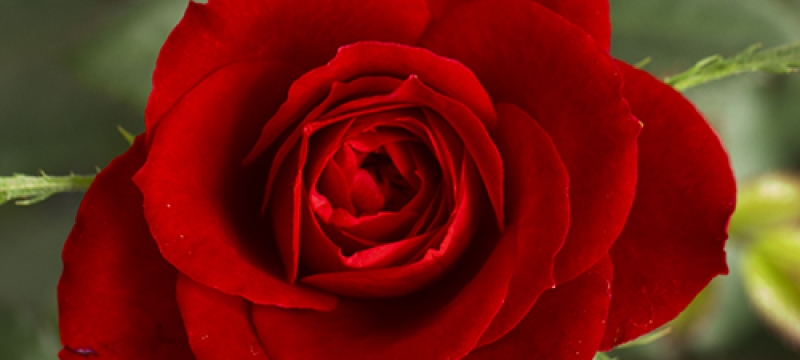 red rose photo