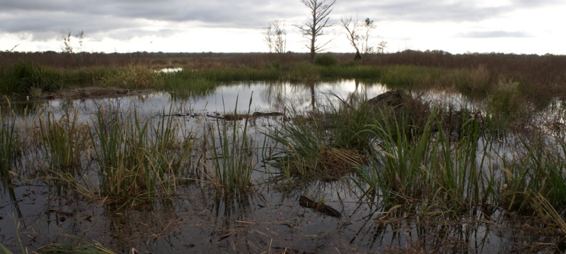 photo of swamp, day, with trees, water, sky