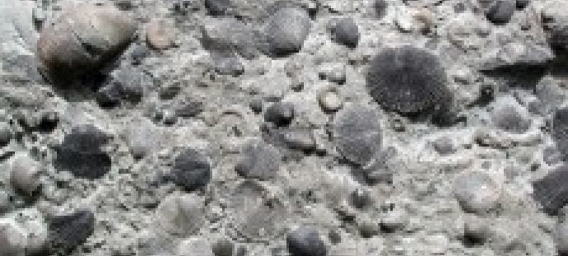 Photo of Fossil Brachiopods