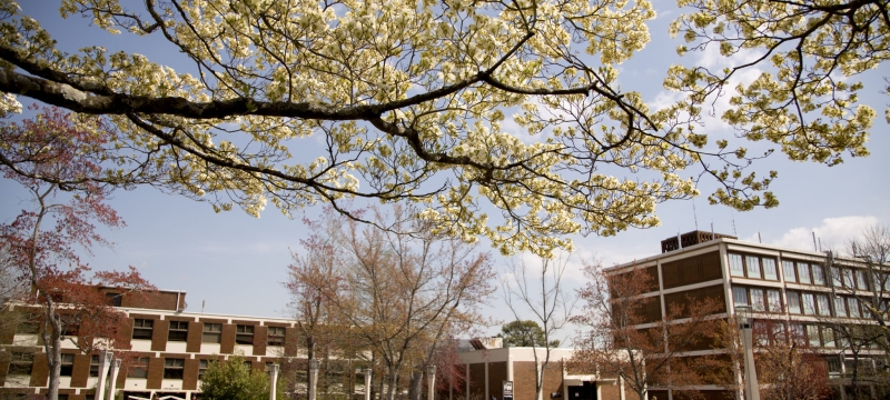 photo of buildings with budding tree in foreground