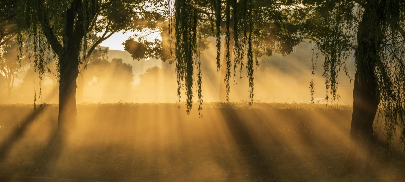 photo of morning light rays through trees, foilage