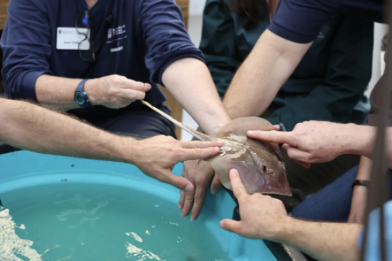 photo of hands and arms touch, holding a sting ray fish