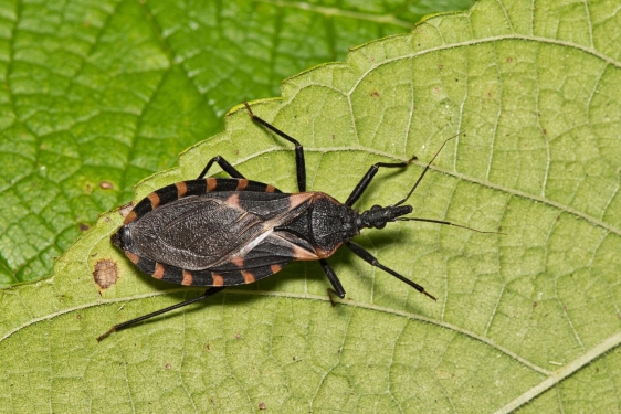 photo of bug on leaf