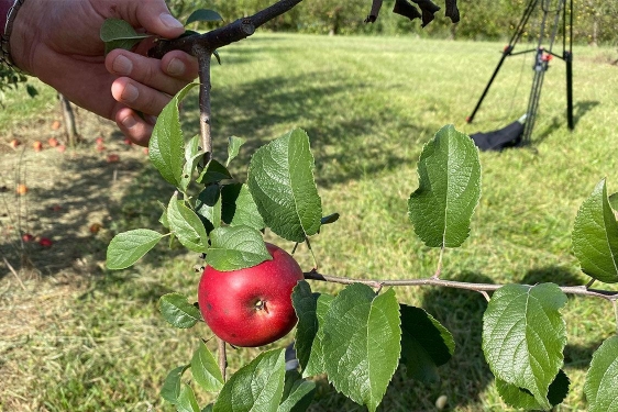 photo of apple on tree, hand