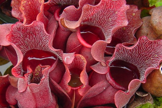 photo of a red pitcher plant