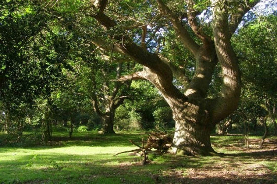 photo of tree in forest