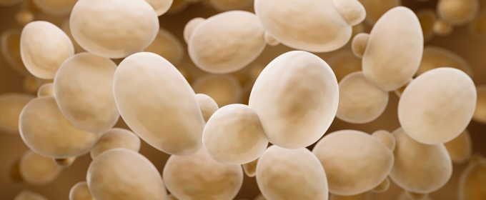 photo of microscopic yeast particles