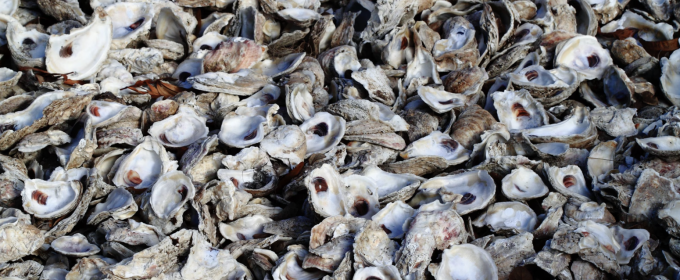 photo of empty oyster shells