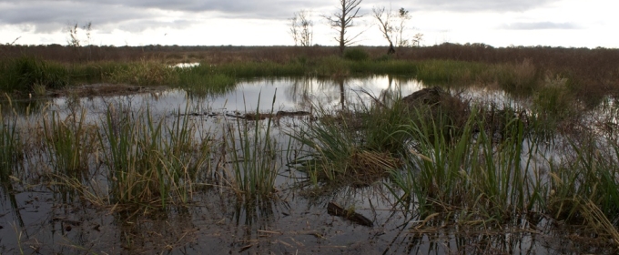 photo of swamp, day, with trees, water, sky