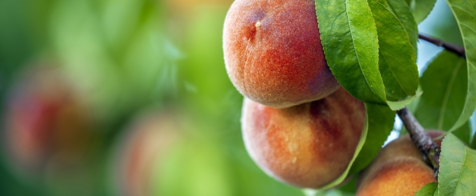 photo of peaches, leaves, on tree