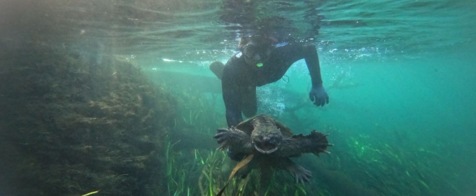 photo of diver pursuing turtle underwater