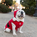 Bulldawg christmas