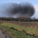 photo of flock of starlings